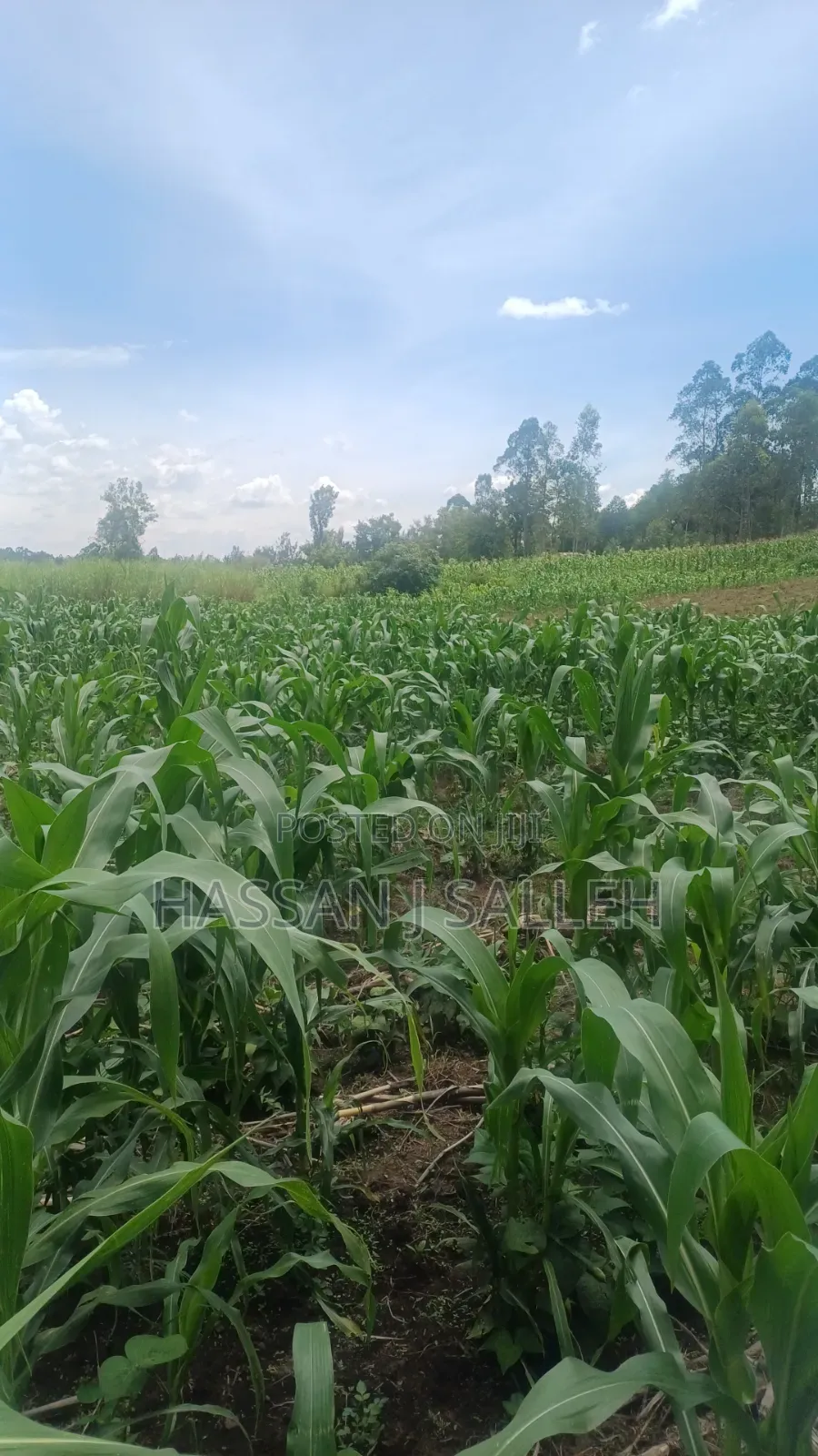 3acres Matungu on Sale in Koyonzo