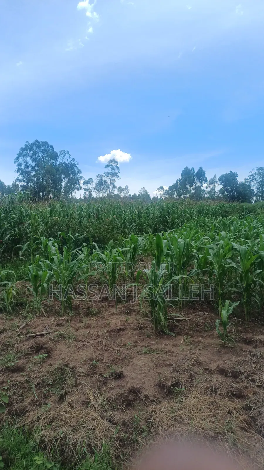 3acres Matungu on Sale in Koyonzo