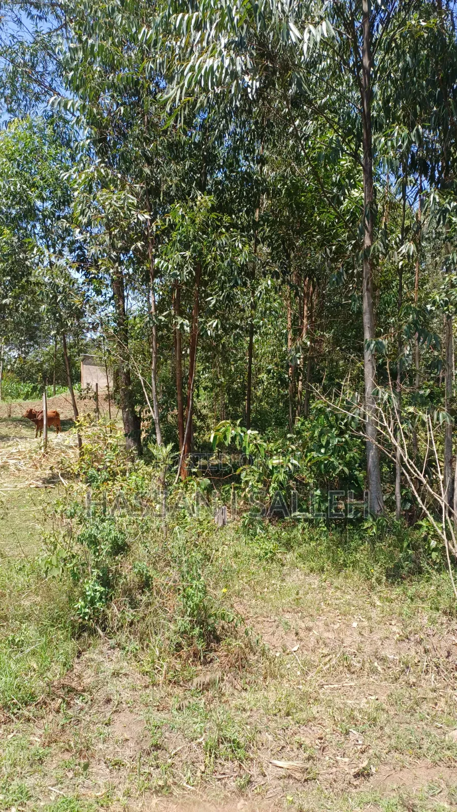 1acre Lureko Mumias. in Mumias Central