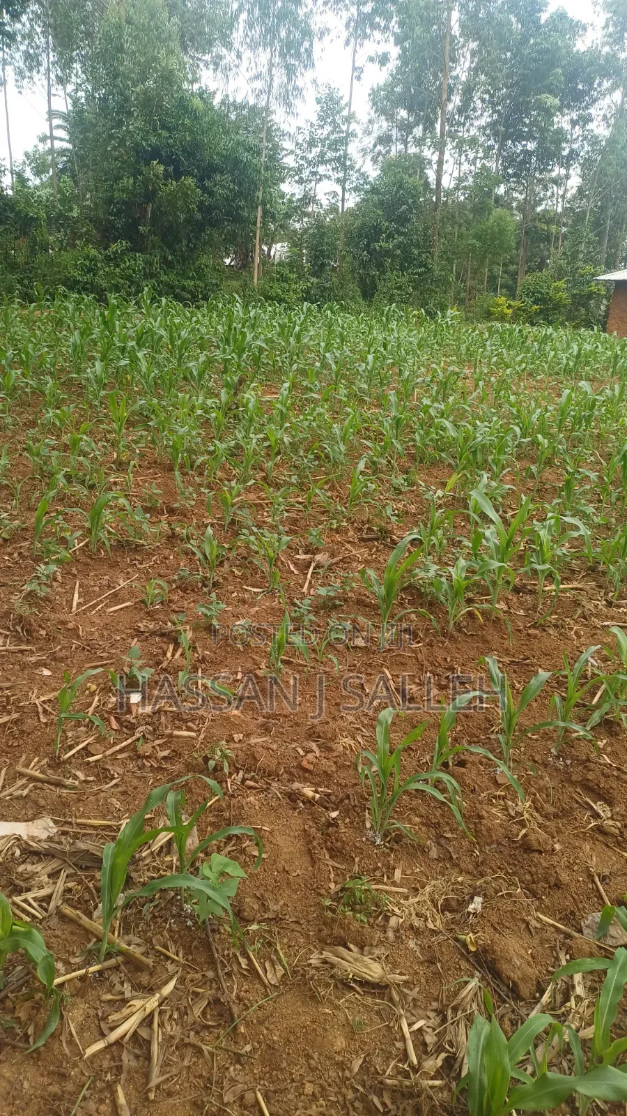 Makunga Plot 4 Sale in Malaha/Isongo/Makunga