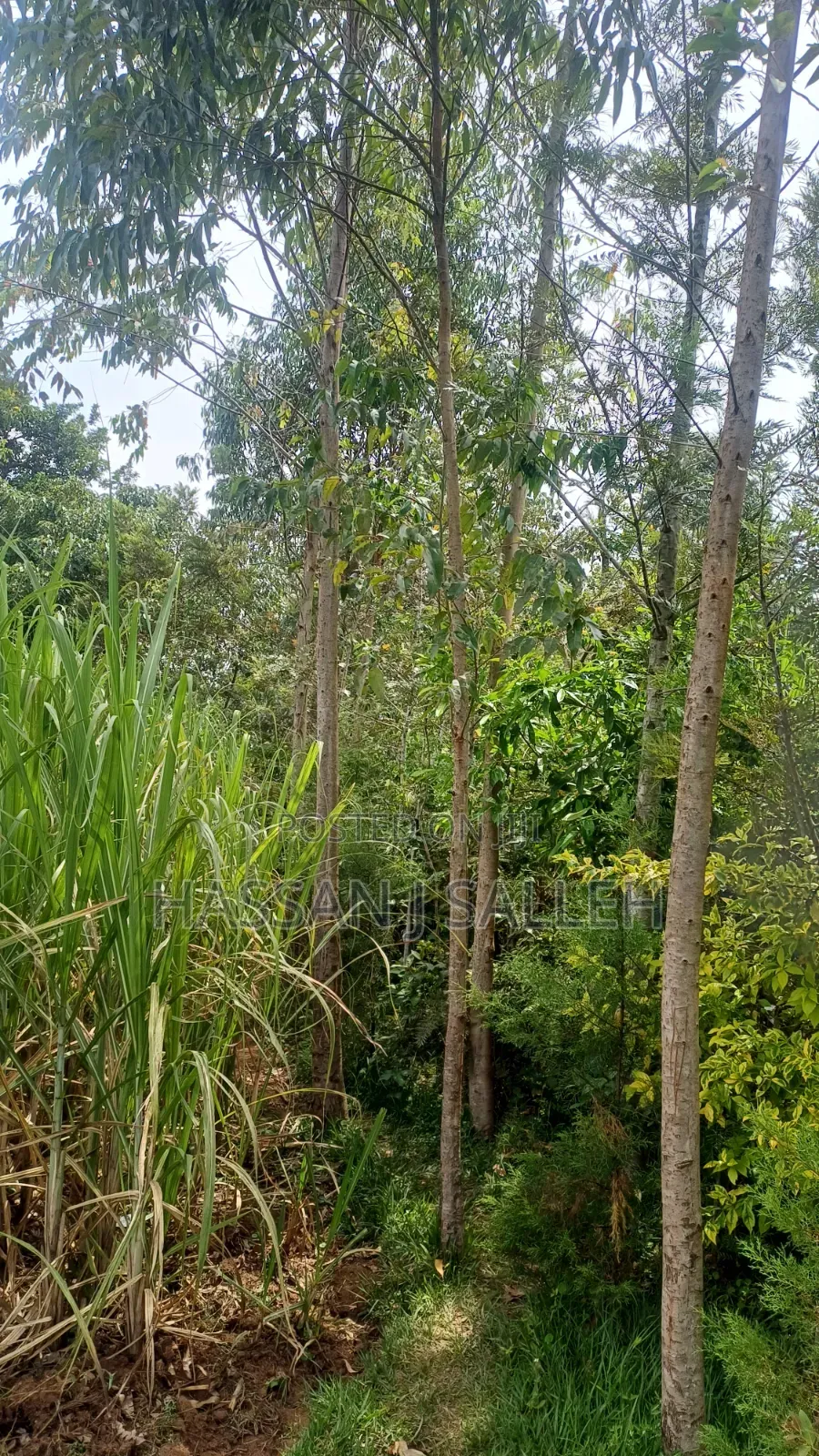 1/2a Makunga in Malaha/Isongo/Makunga