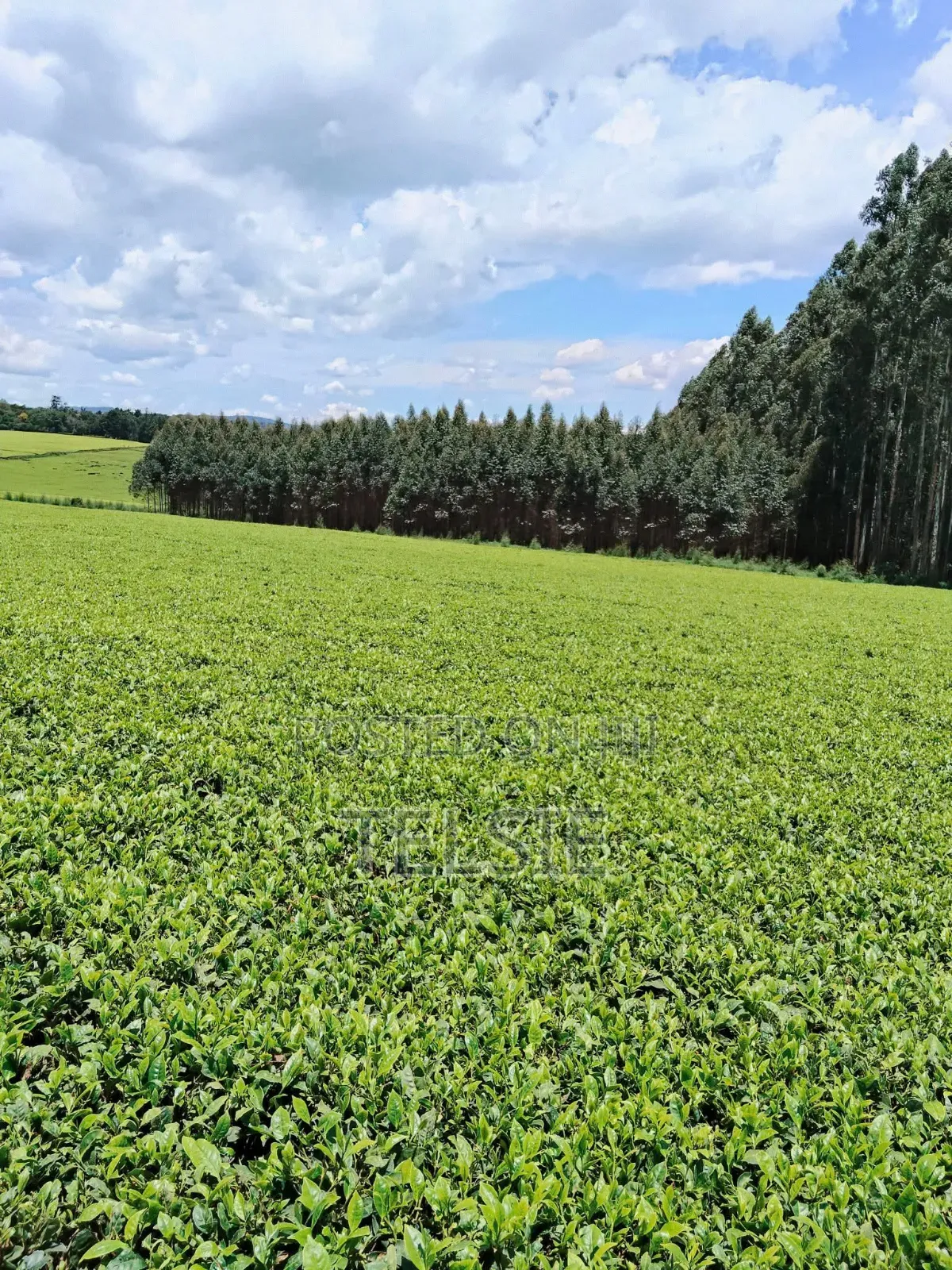 Land for Sale in Tigoni