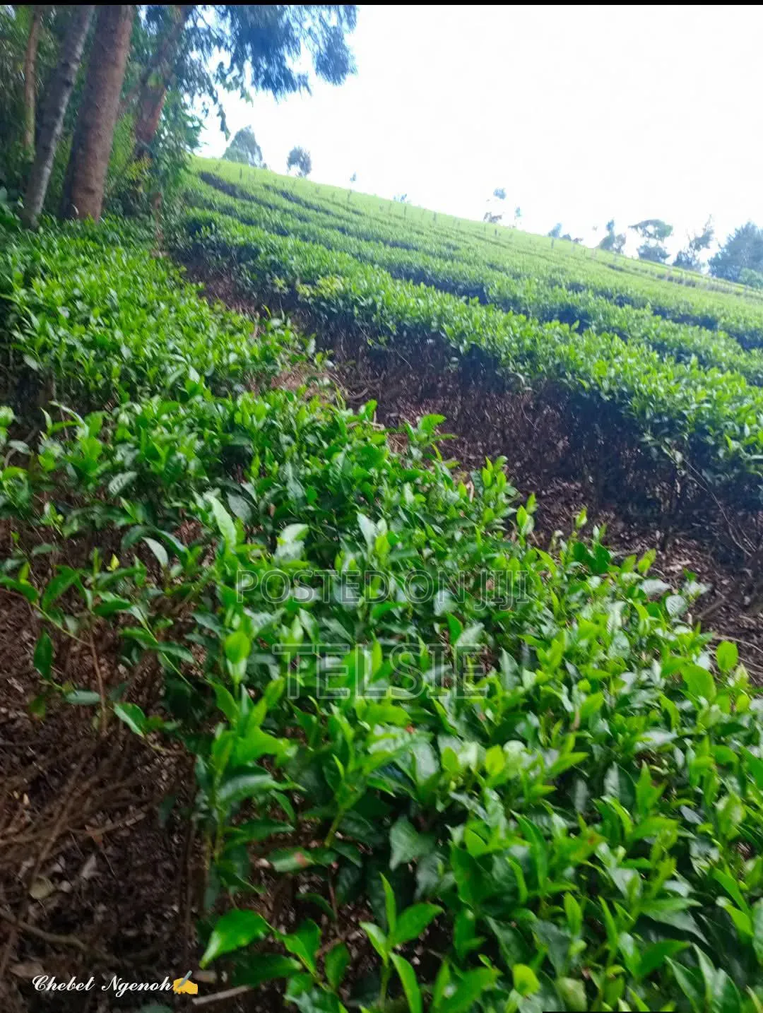 Land for Sale in Tigoni
