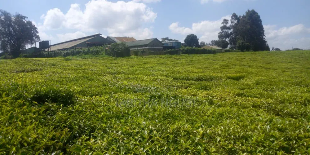 64 Acres Tea Farm Limuru in Limuru CBD