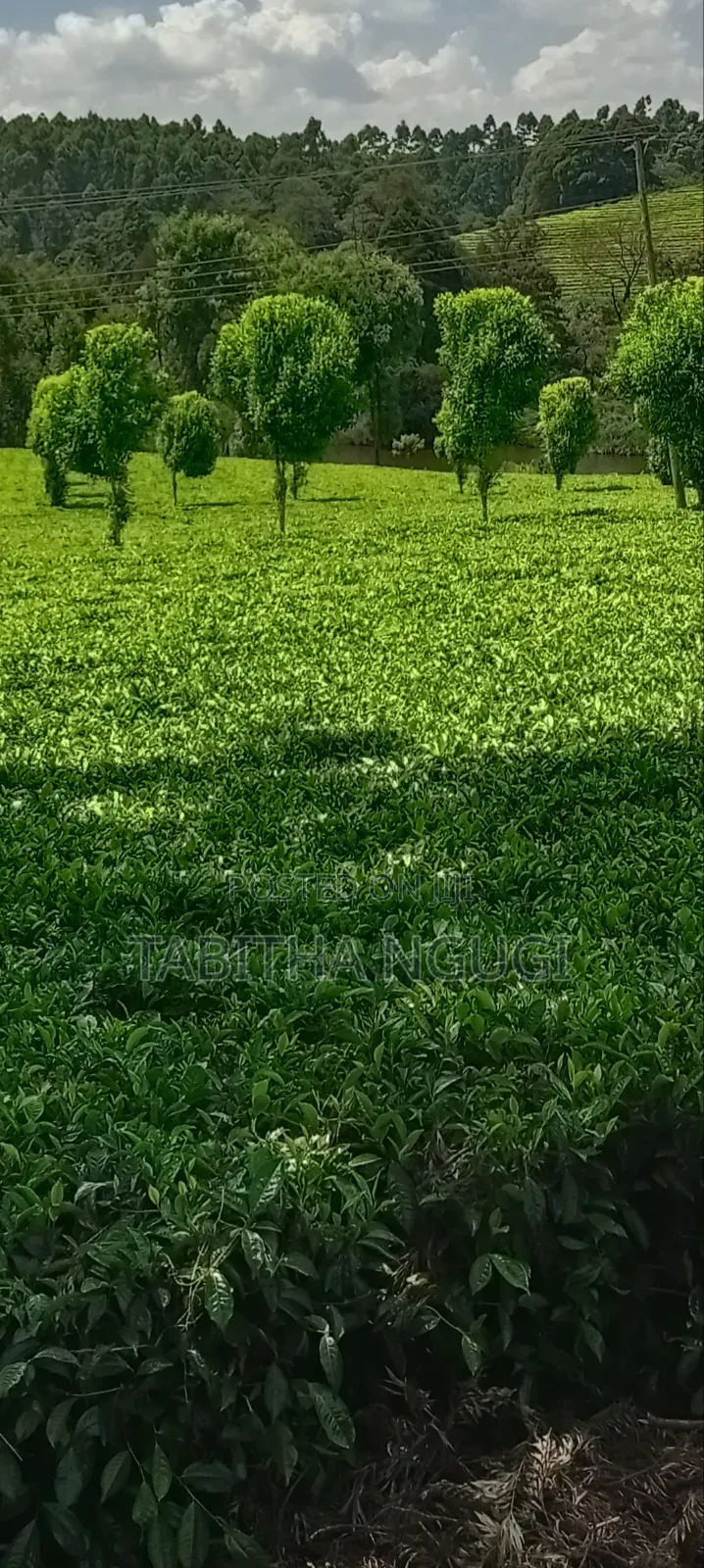 64 Acres Tea Farm Limuru in Limuru CBD