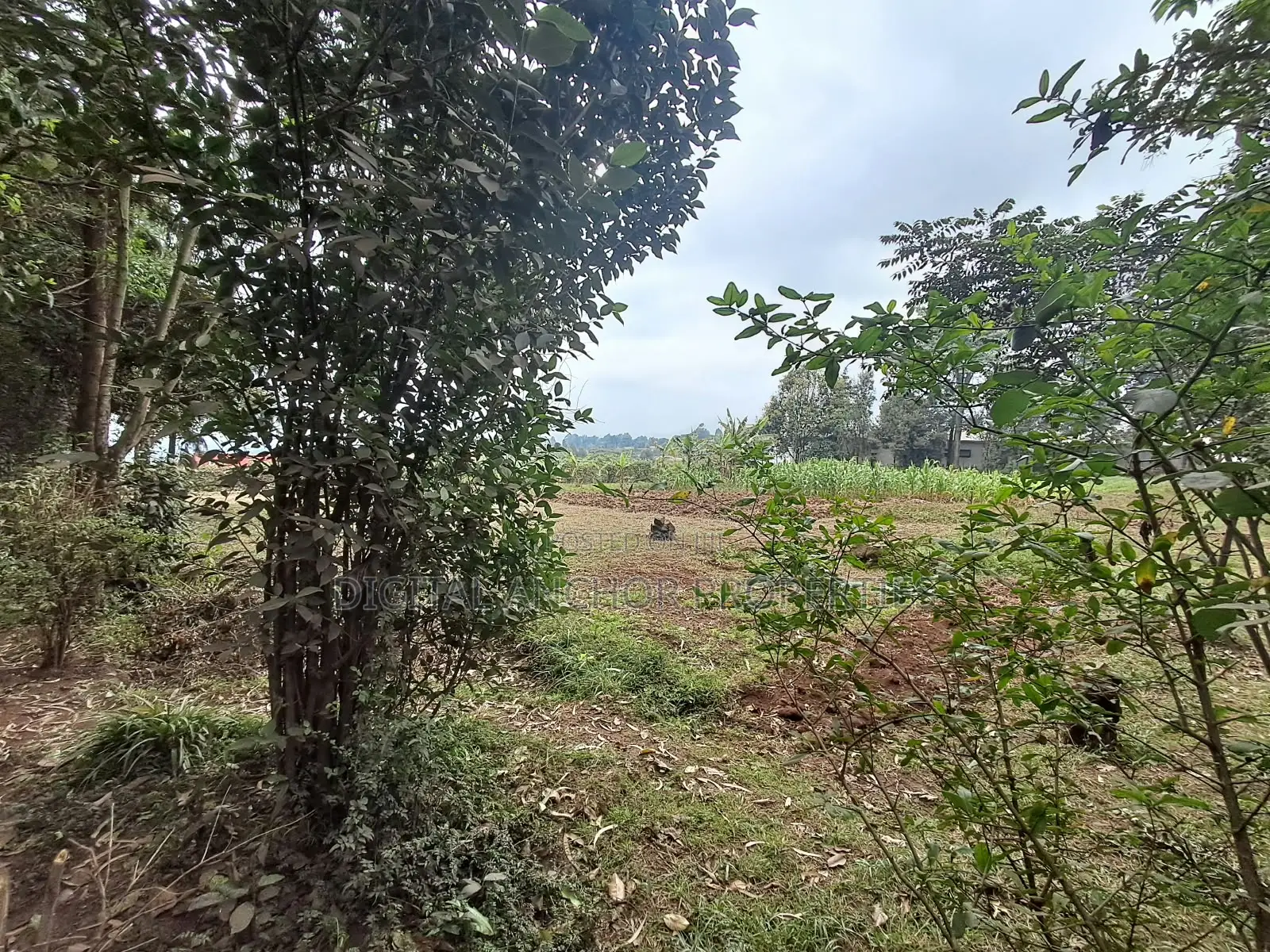 Sale 1.5 Acre Sigona Limuru in Limuru