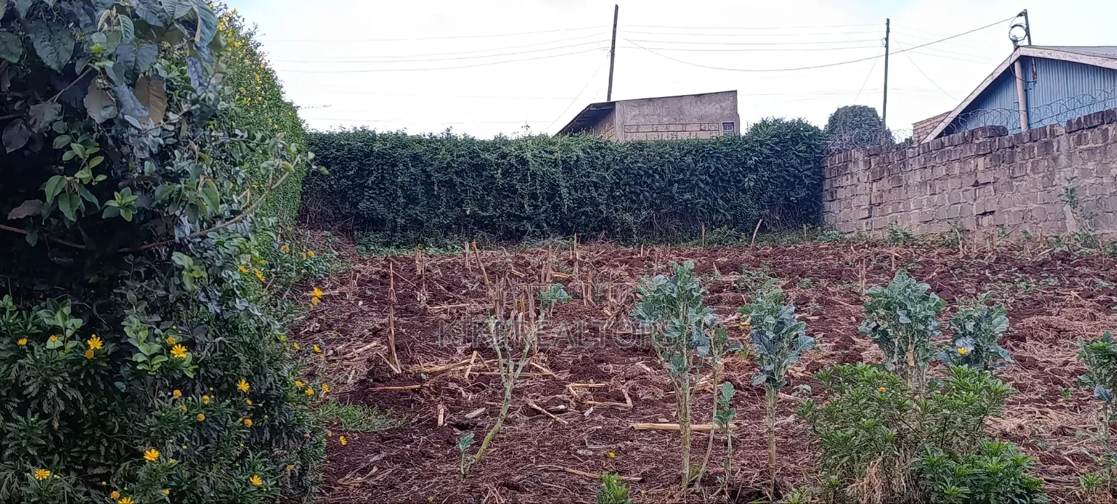 Prime Plots Limuru Kabuku Opposite St Paul University in Ngecha