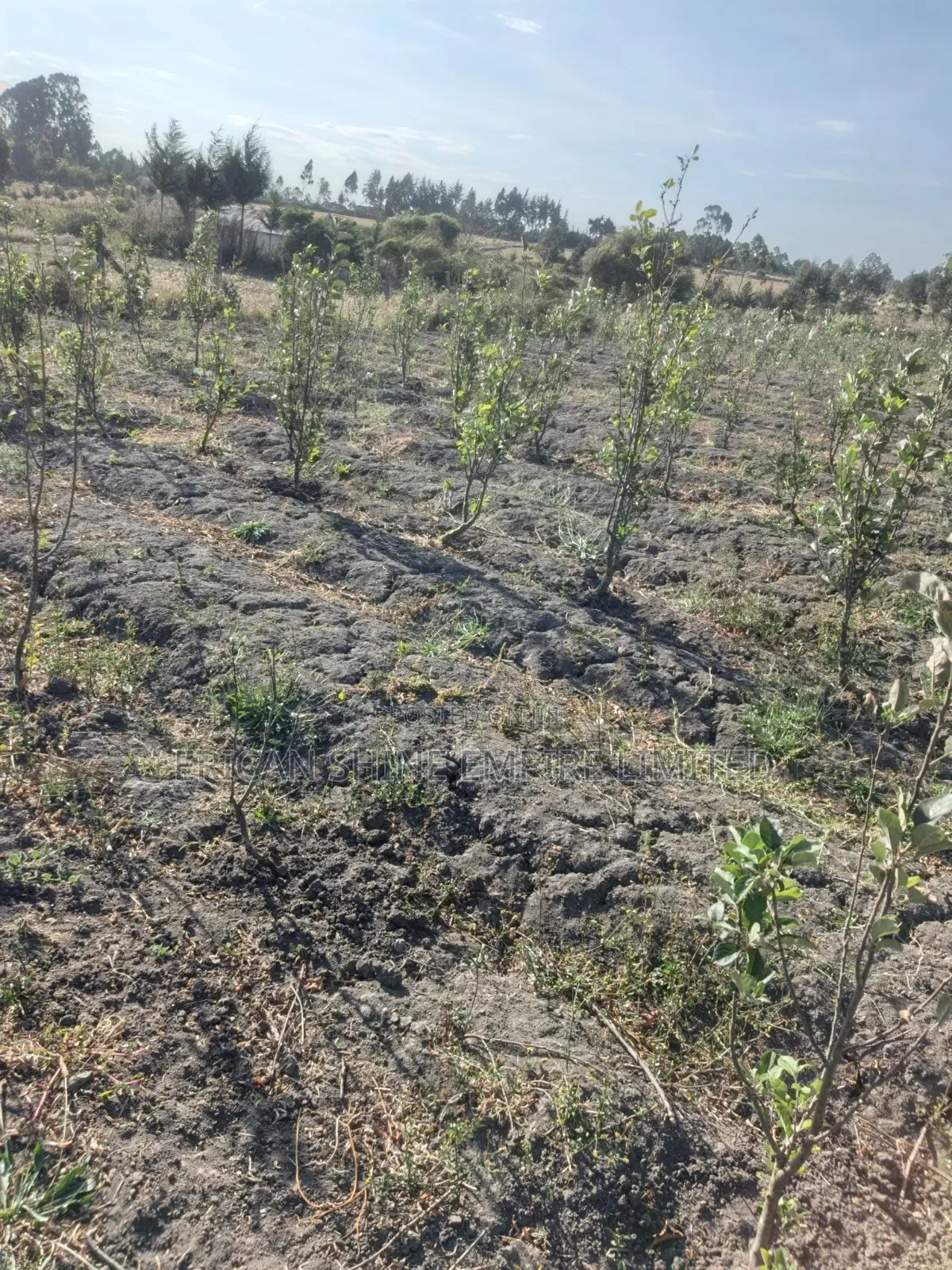 1acre Land for Sale in Naromoru in Naromoru Kiamathaga