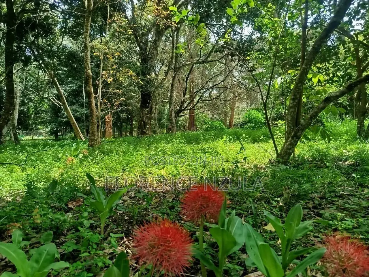 Land for Sale in Karen Muteero in Karen C