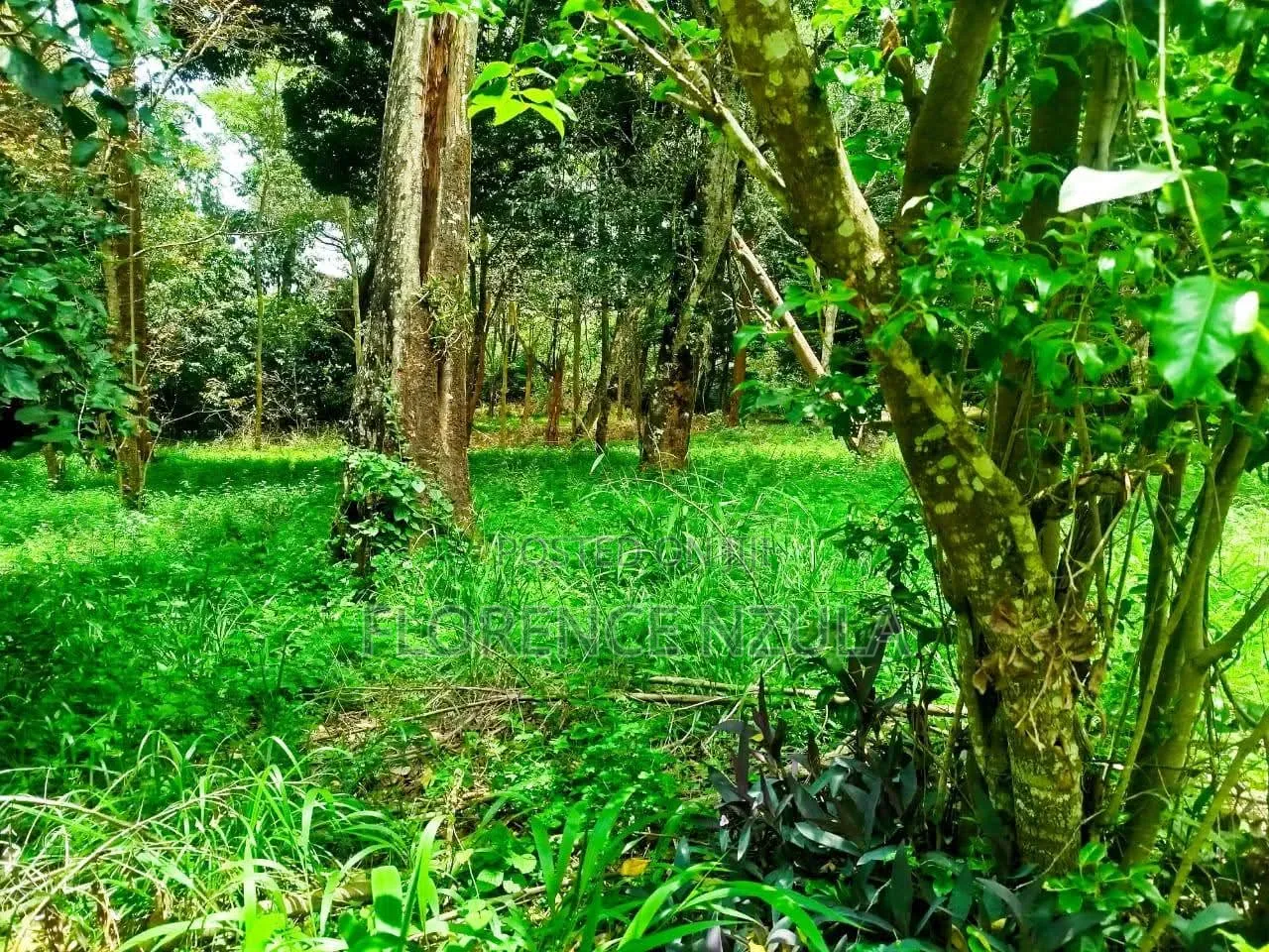Land for Sale in Karen Muteero in Karen C