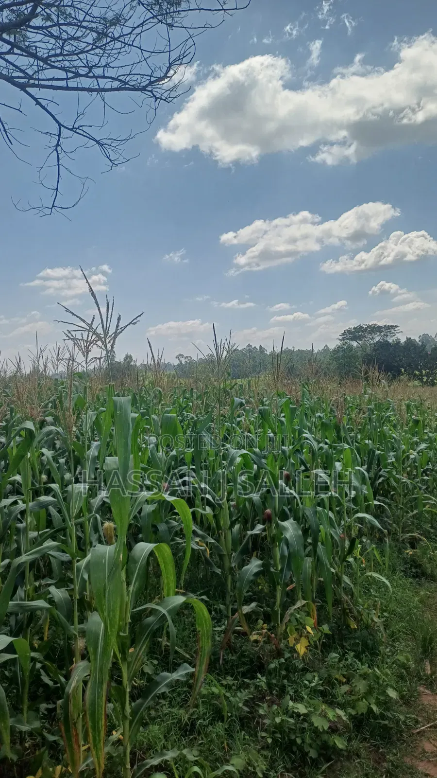 3acre Matungu on Sale. in Mayoni