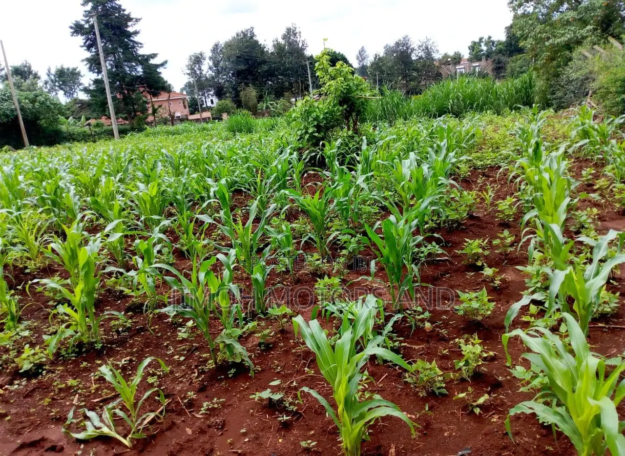 Kitisuru's Finest Land for Sale: Your Opportunity Awaits in Pangani