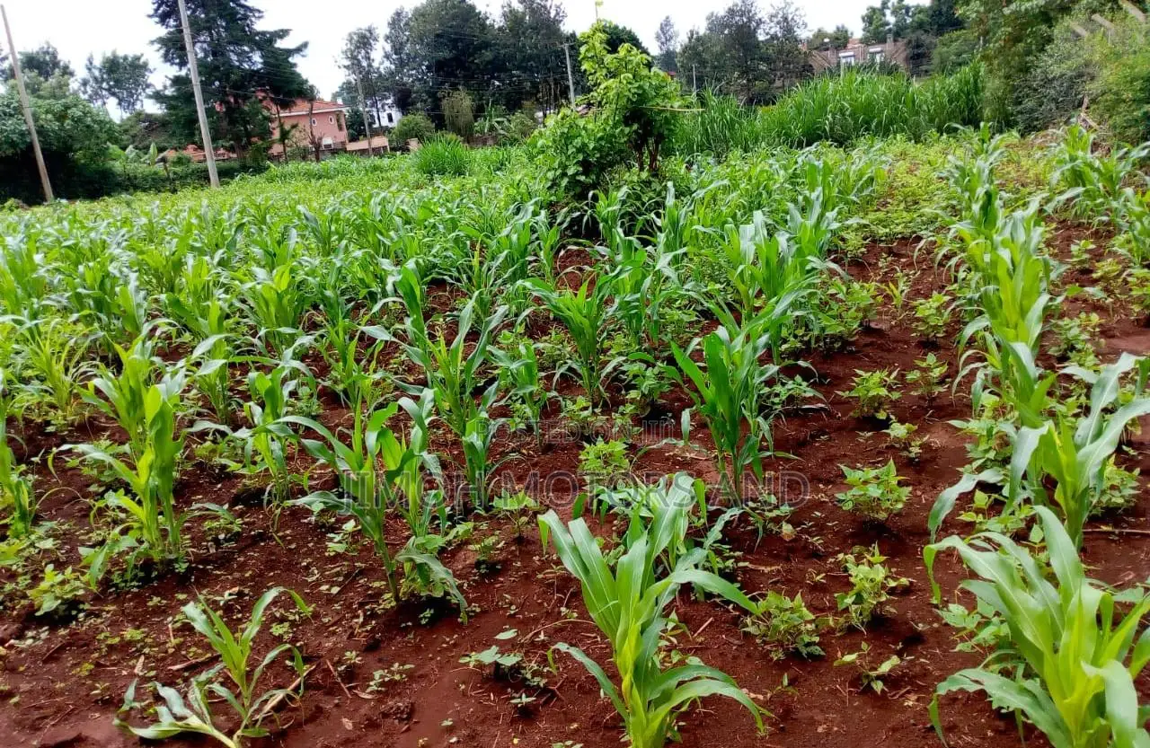 Kitisuru's Finest Land for Sale: Your Opportunity Awaits in Pangani