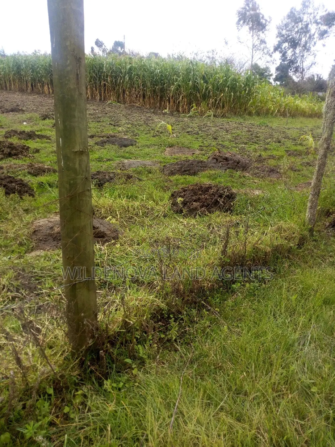 1 Acre Property for Sale in Ngarariga, Kiambu in Bibirioni