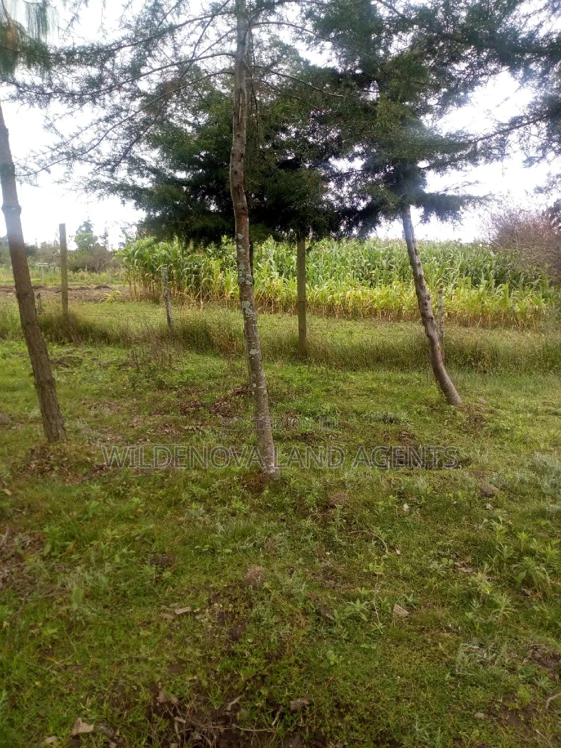 1 Acre Property for Sale in Ngarariga, Kiambu in Bibirioni